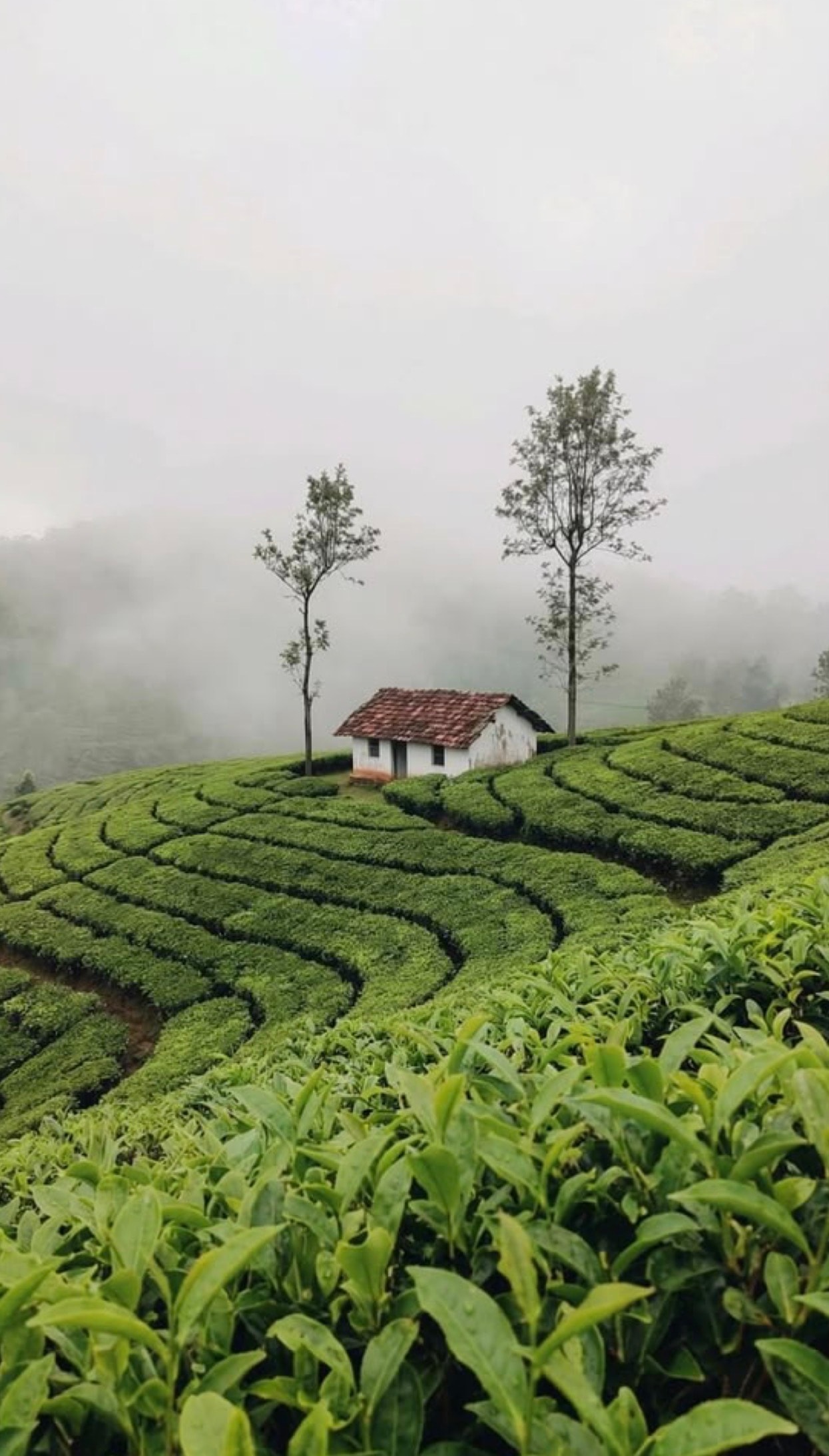 Kerala — Backwaters, spice & serenity